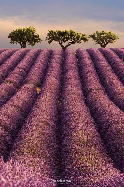 Les Terrasses De Valensole Panzió Kültér fotó